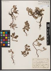 Foto von Salix reticulata L.